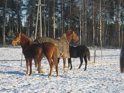 helmilaidunporukka 1,09 015.jpg - Helmi Vilist�j�, Geena ja Keksi talvisessa tarhassa.